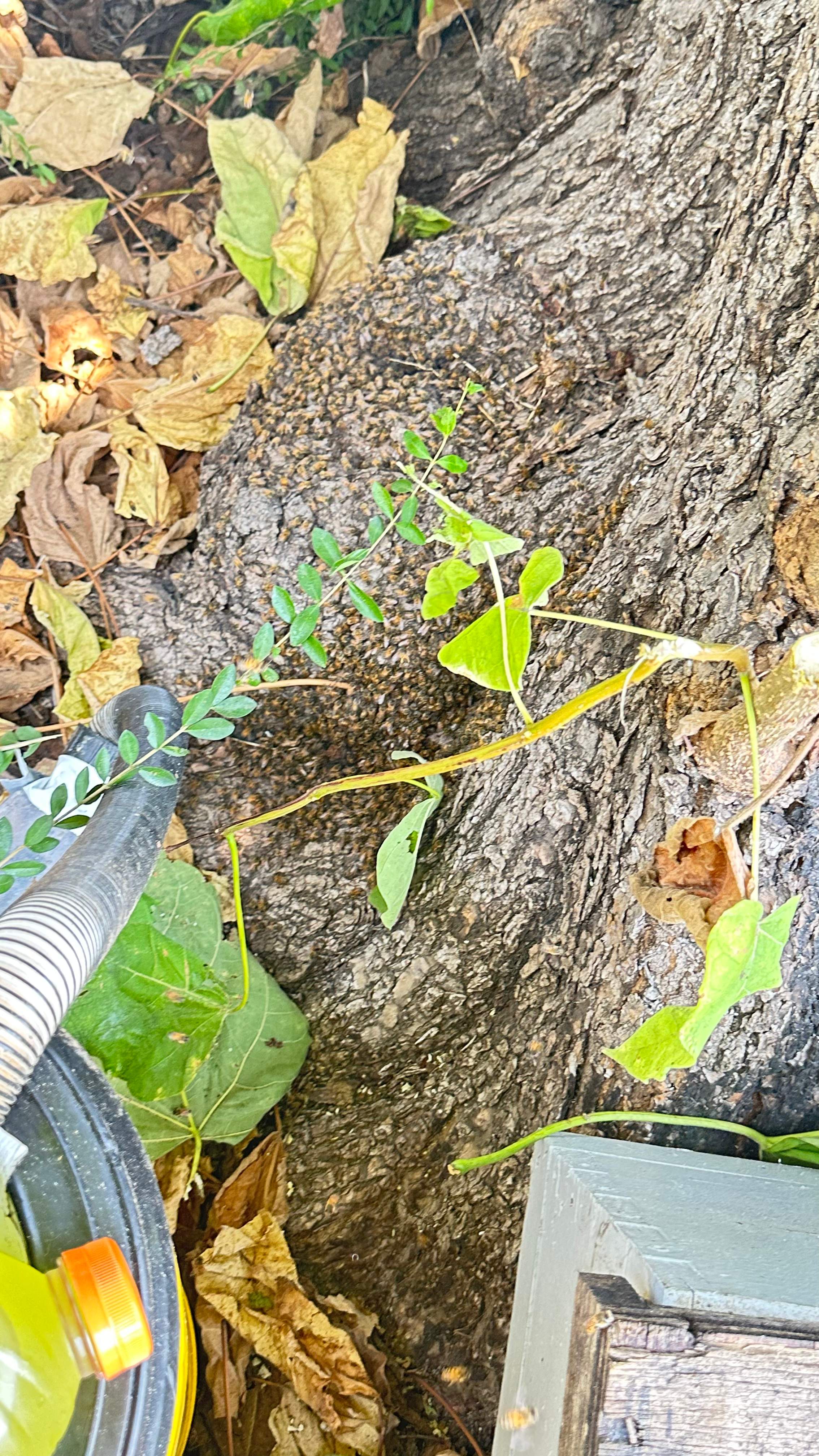 City Tree Company  by Rockwall Honey Bee Company