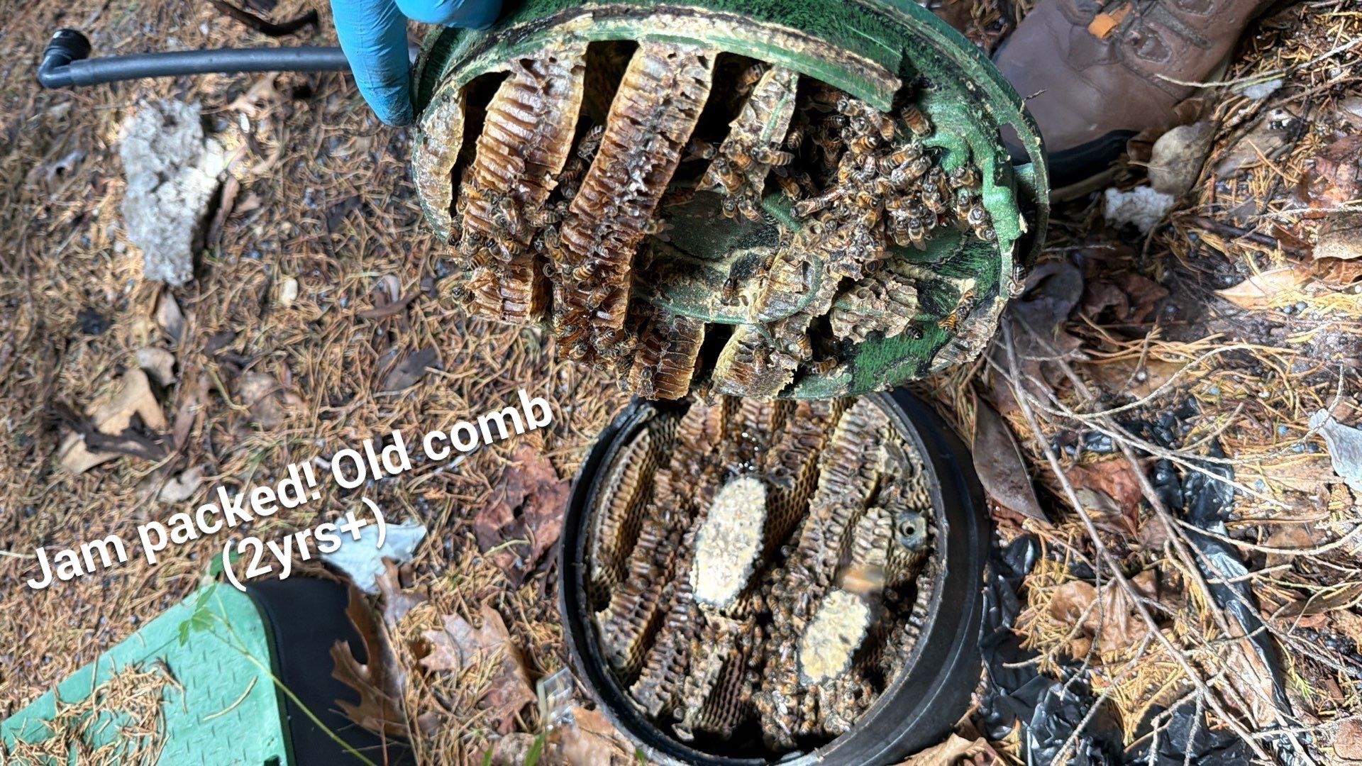 Mossy Mystery Bees by Rockwall Honey Bee Company