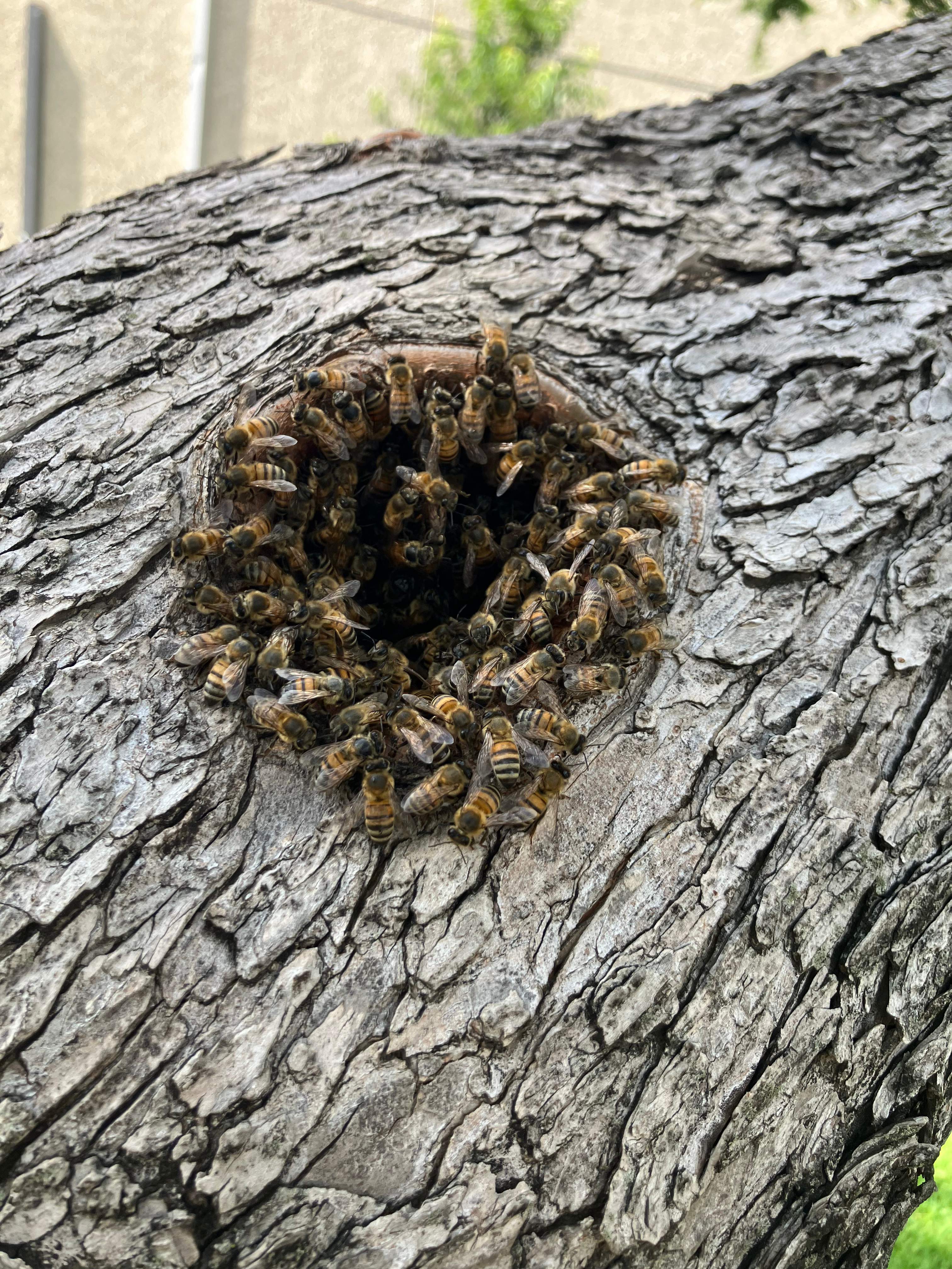 Favorite Tree Job by Rockwall Honey Bee Company