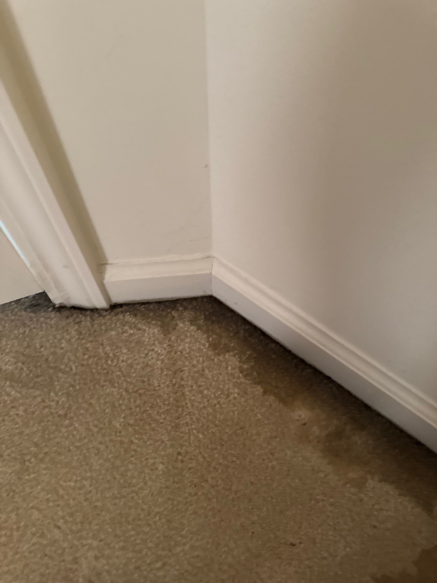 Project in West Bloomfield by EzDry Water Mitigation & Property Restoration