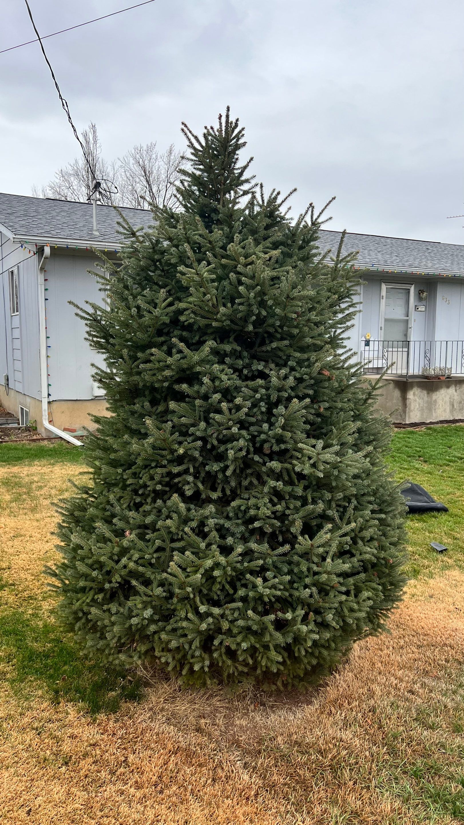 Tree Trimming by Harris Boys Landscape Co.