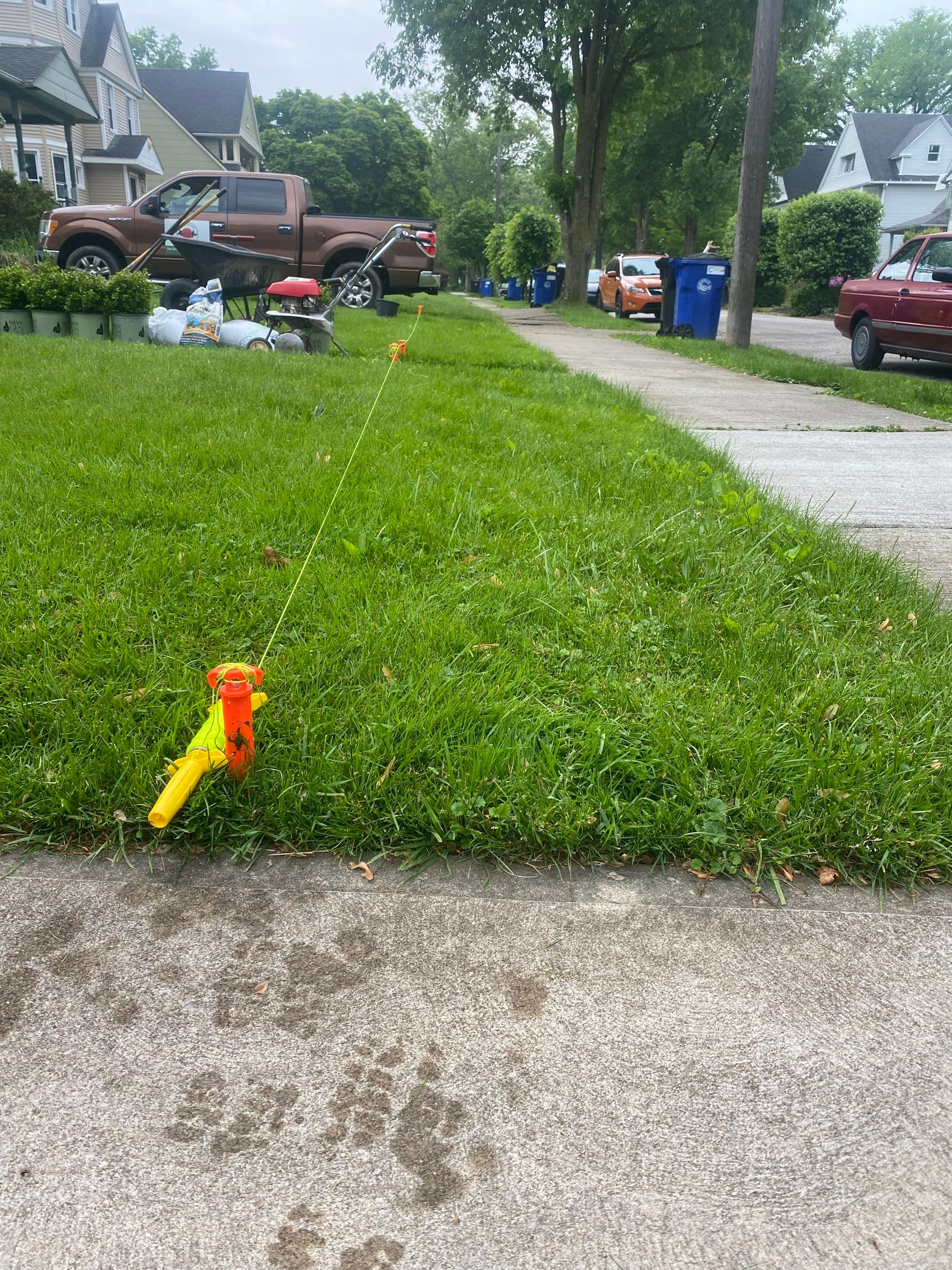 Christmas Hedge Install by Elm Rose Gardens