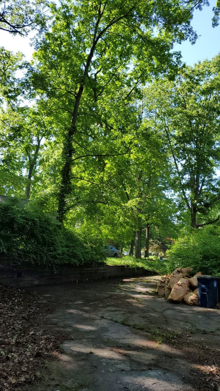Tree Trimming using Tree Pruing by Mike Jones & Sons Tree Service LLC 
