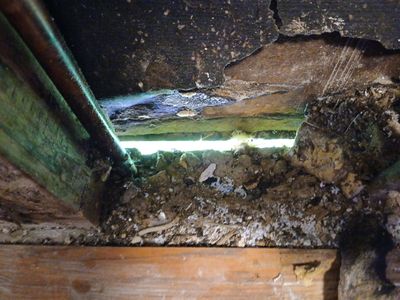 Exterior Siding Repair and Interior Moisture Restoration in Austin