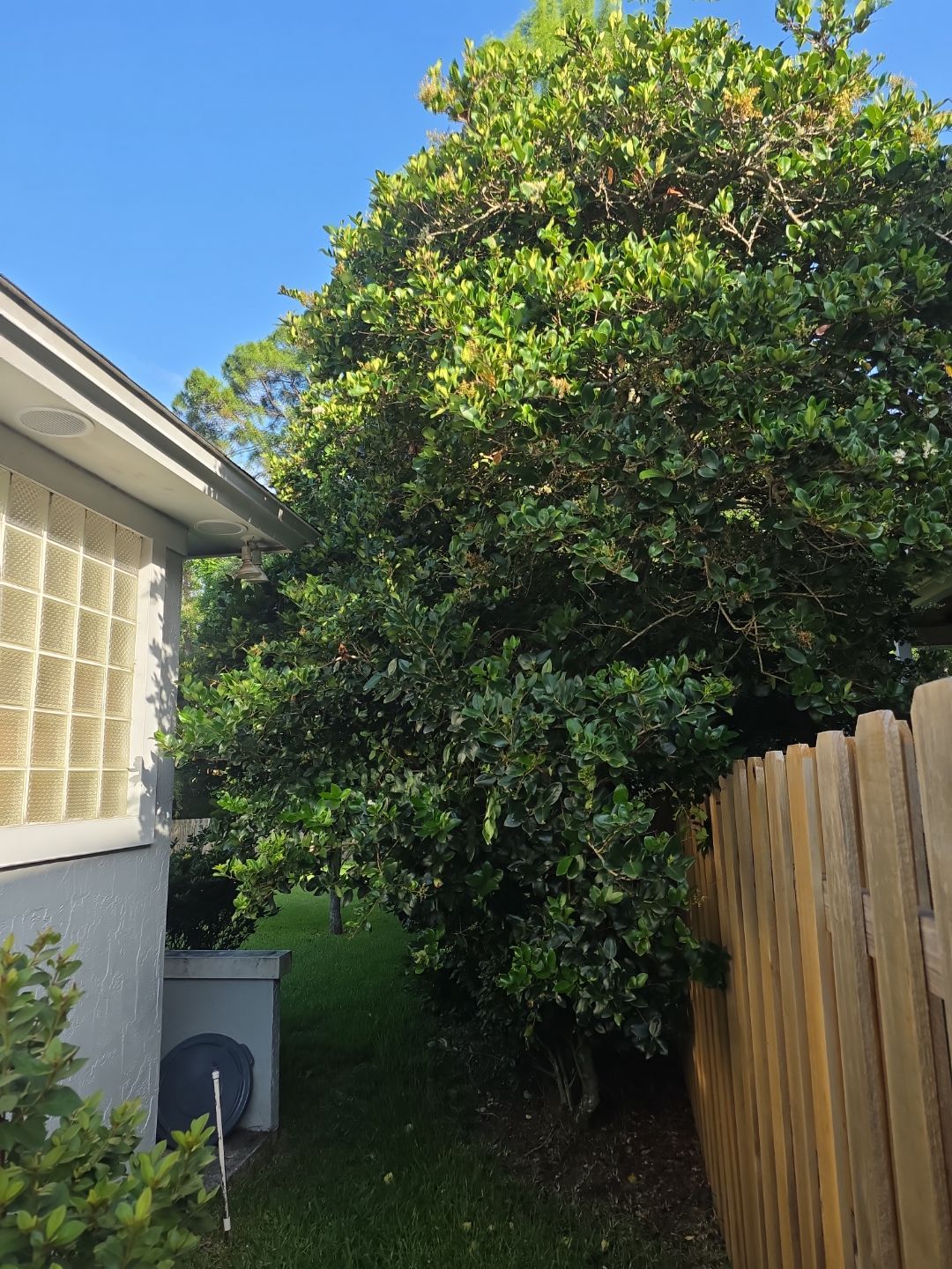 Deerwood Resident | Tree Trimming by ProGreen Services