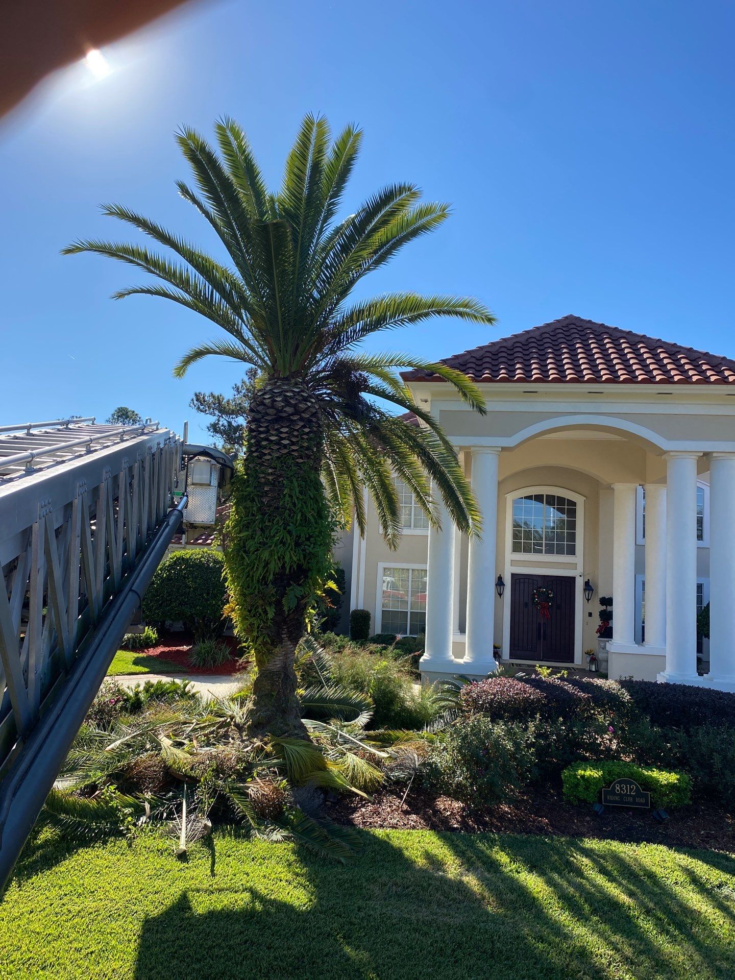 Deerwood Resident | Palm Trimming & Ground Cover by ProGreen Services