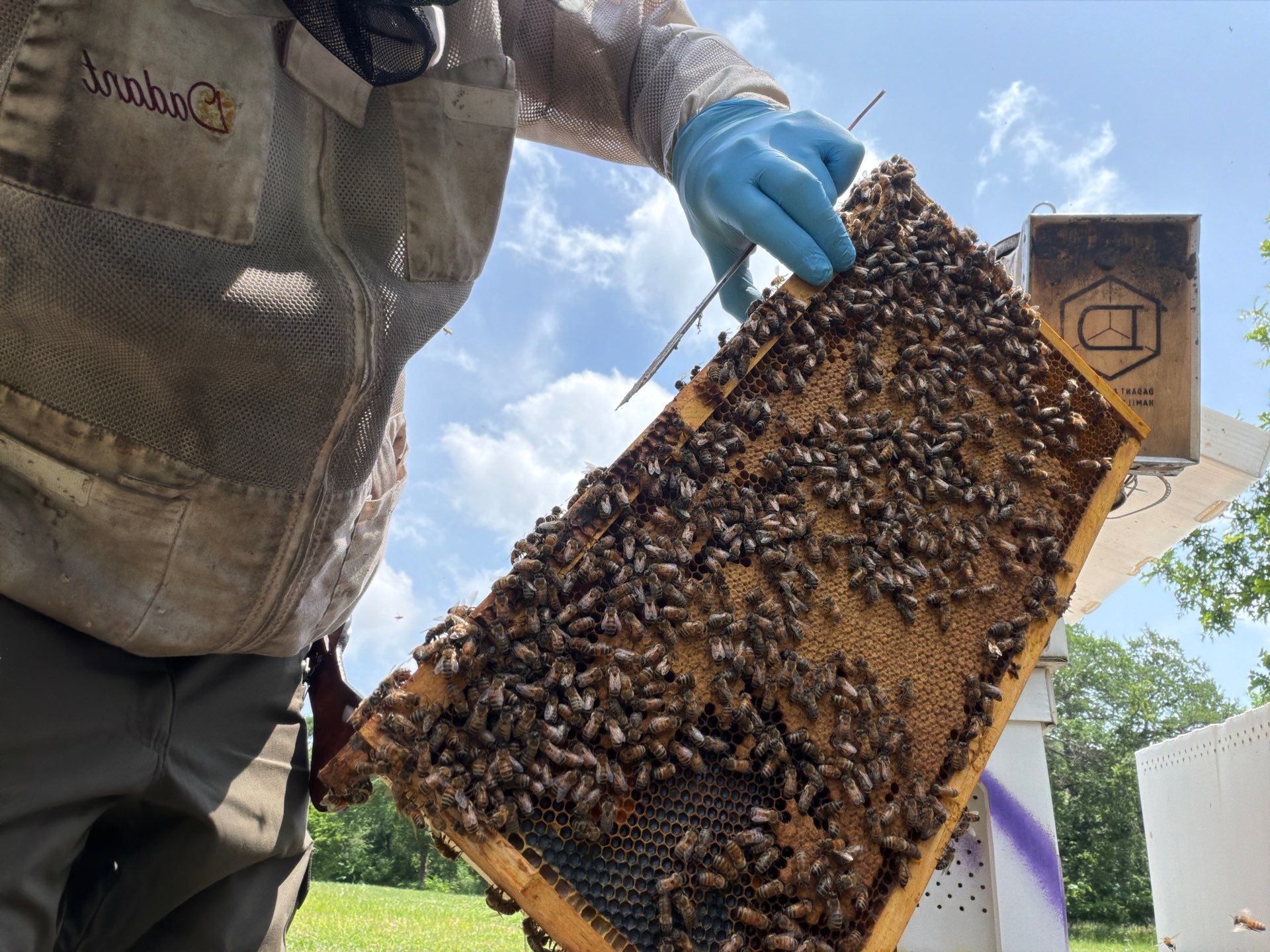 Ag. Exempt in Anna by Rockwall Honey Bee Company