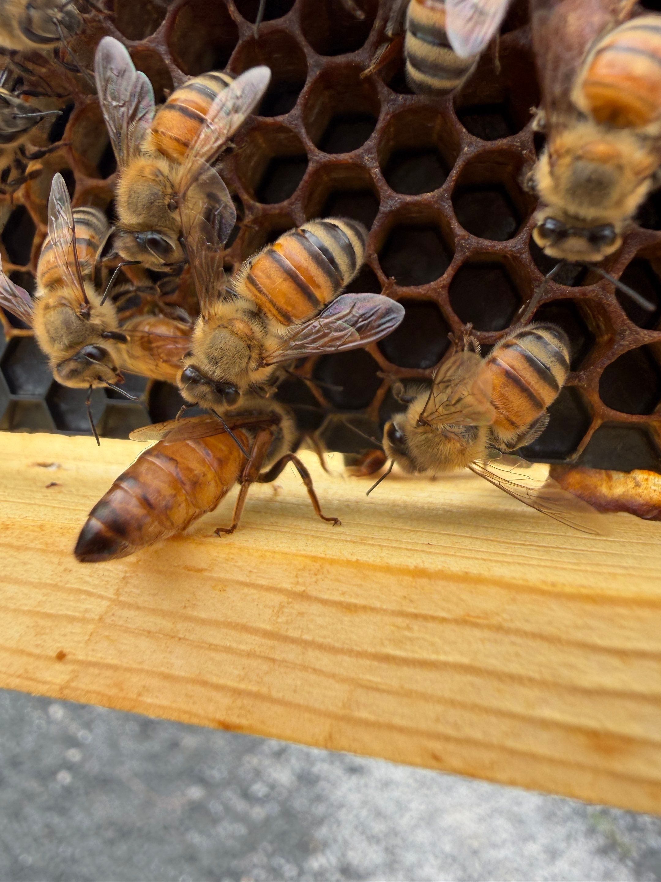 Momma K’s apiary by Rockwall Honey Bee Company