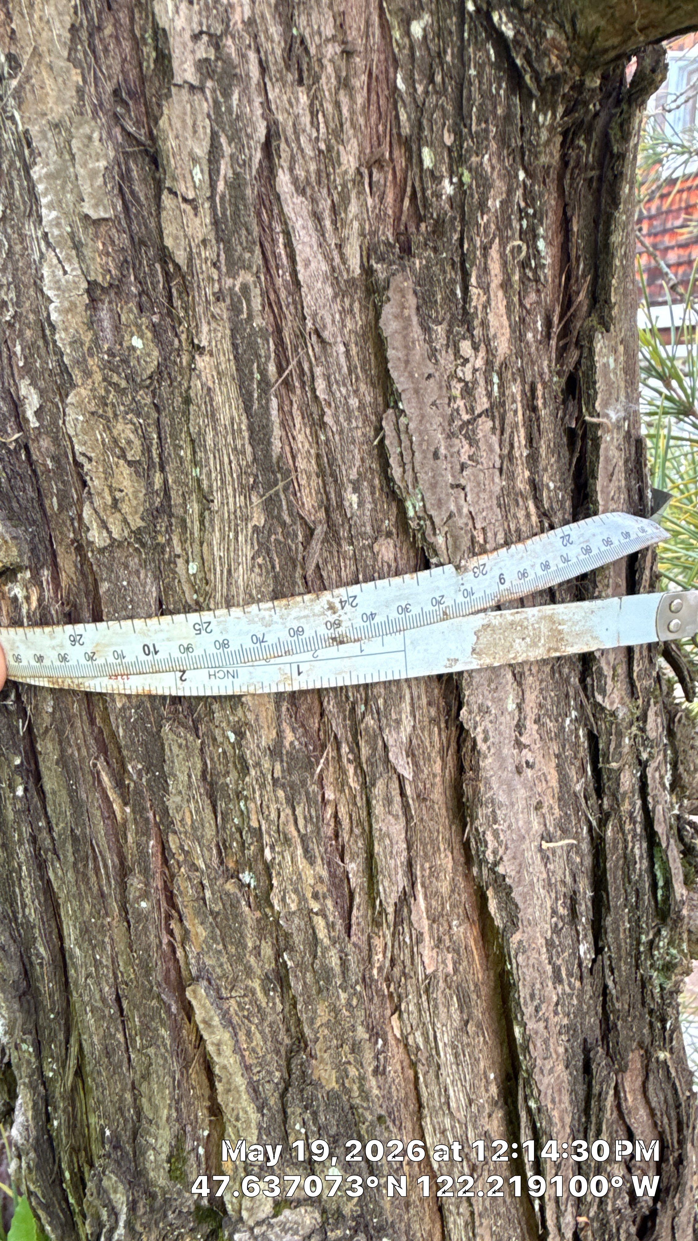 Construction Impact Assessment and Tree Evaluation in Clyde Hill by Sound Tree Care LLC