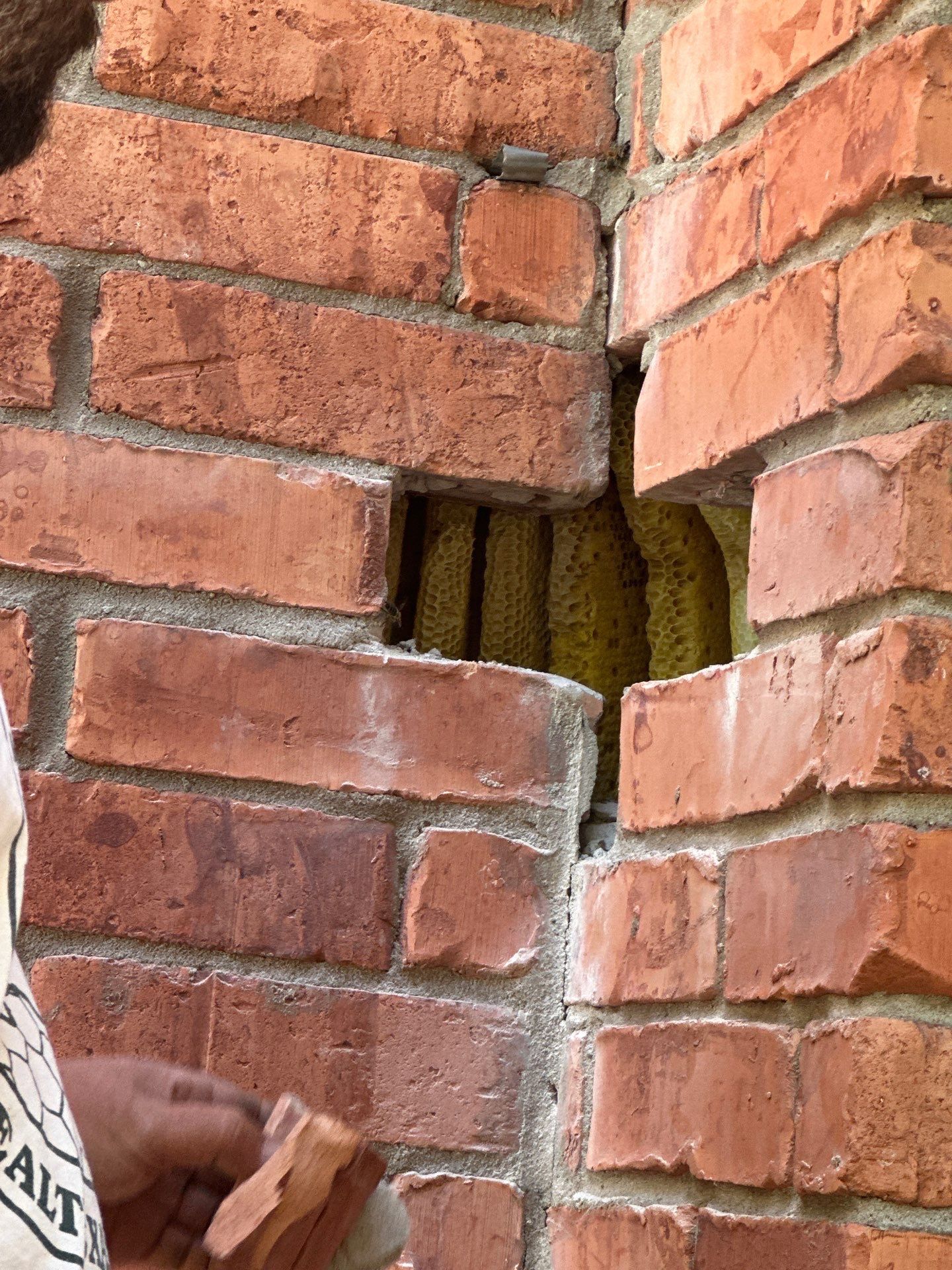 Bees Behind Bricks by Rockwall Honey Bee Company
