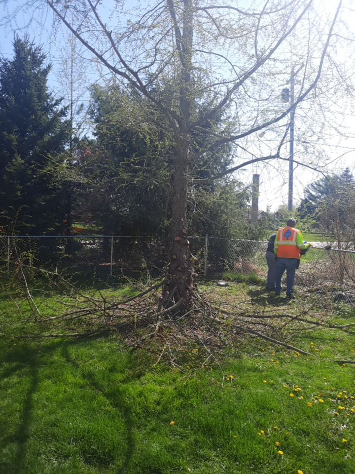 Tree Removal using Tree Removal by Mike Jones & Sons Tree Service LLC 
