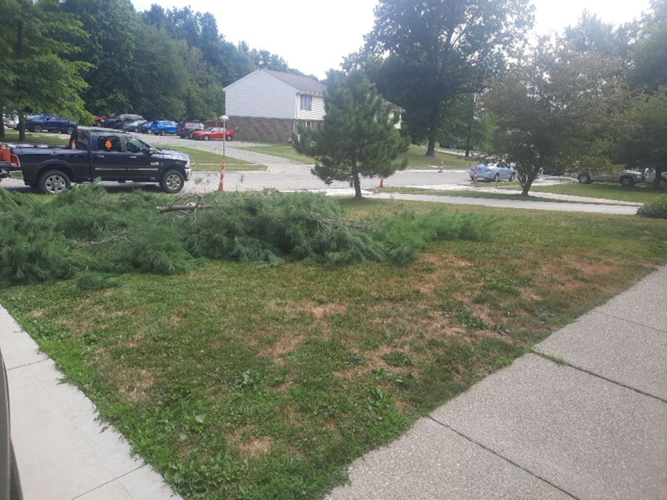 Tree Removal using Tree Removal by Mike Jones & Sons Tree Service LLC 