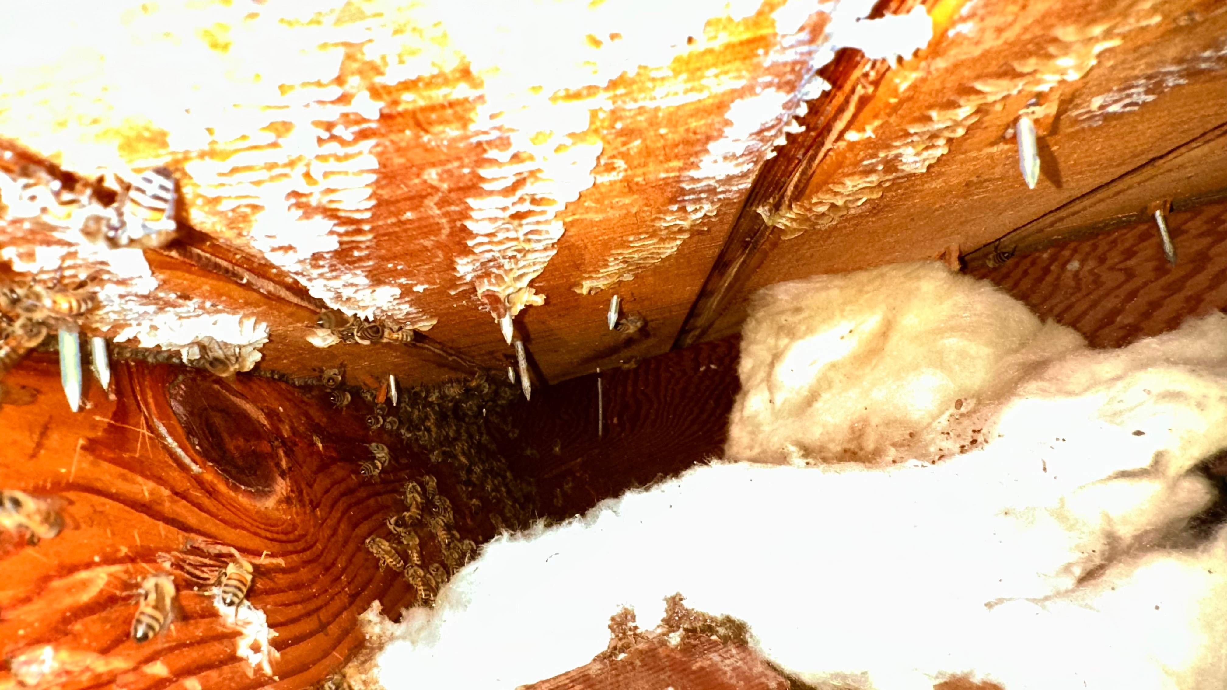 Golf Couse by Rockwall Honey Bee Company