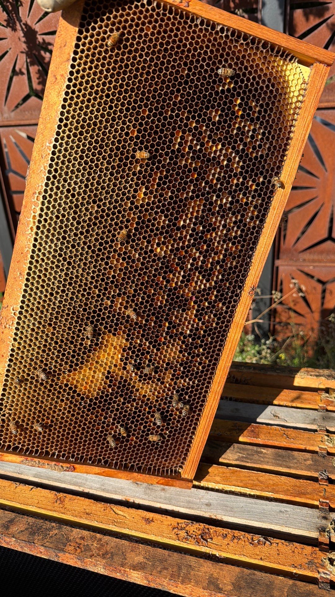 Apartments on the Trails by Rockwall Honey Bee Company