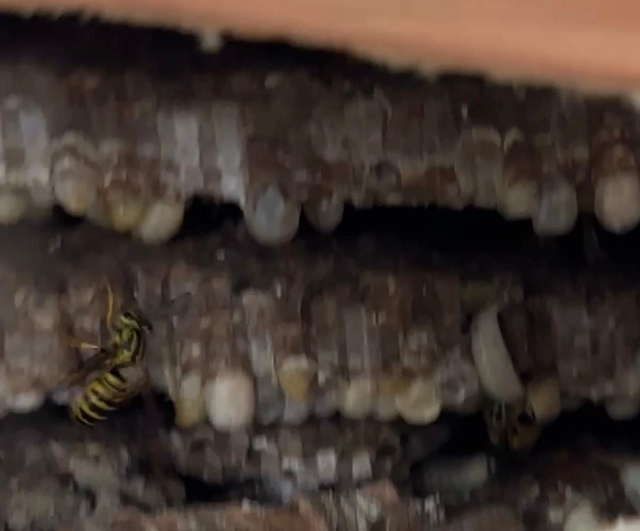 Yellowjackets at City Park by Rockwall Honey Bee Company