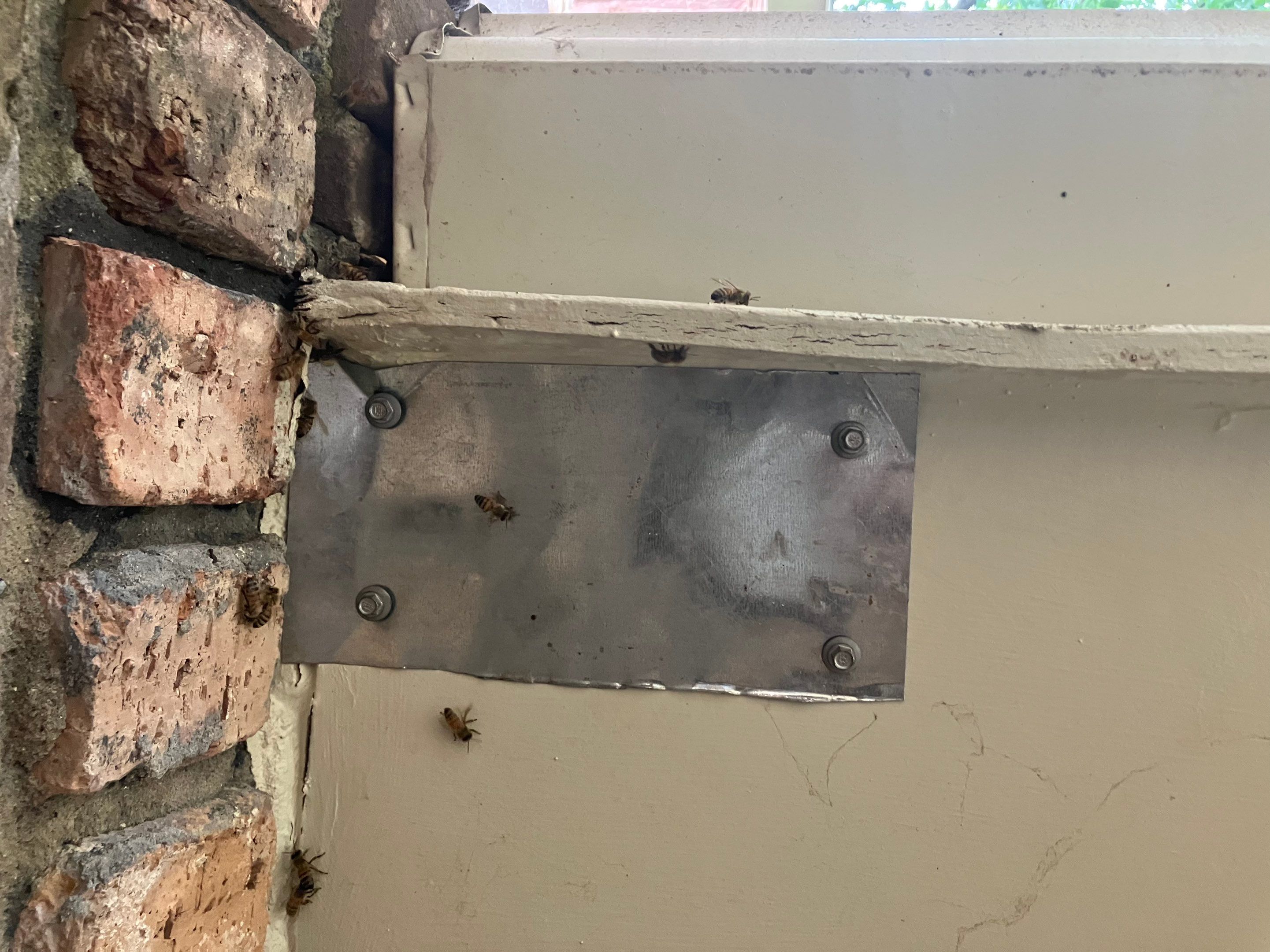 Kitchen ceiling bees by Rockwall Honey Bee Company