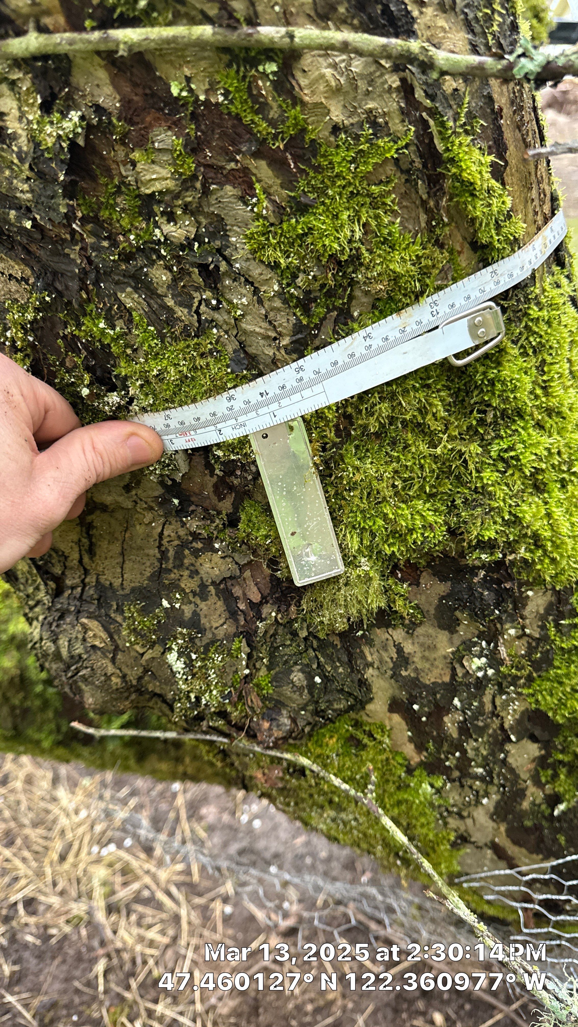π Arborist Reporting & Tree Surveying β Code Compliance Project by Sound Tree Care LLC