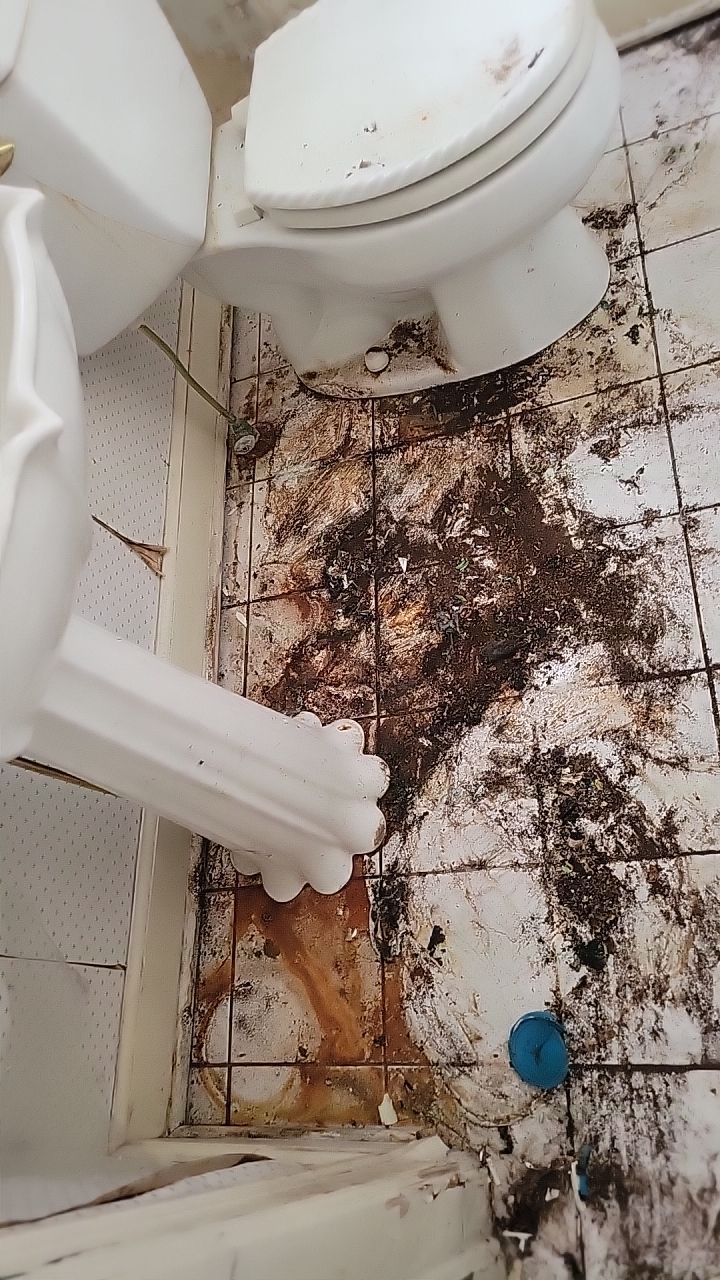 Mold Remediation by Accountable Home Services