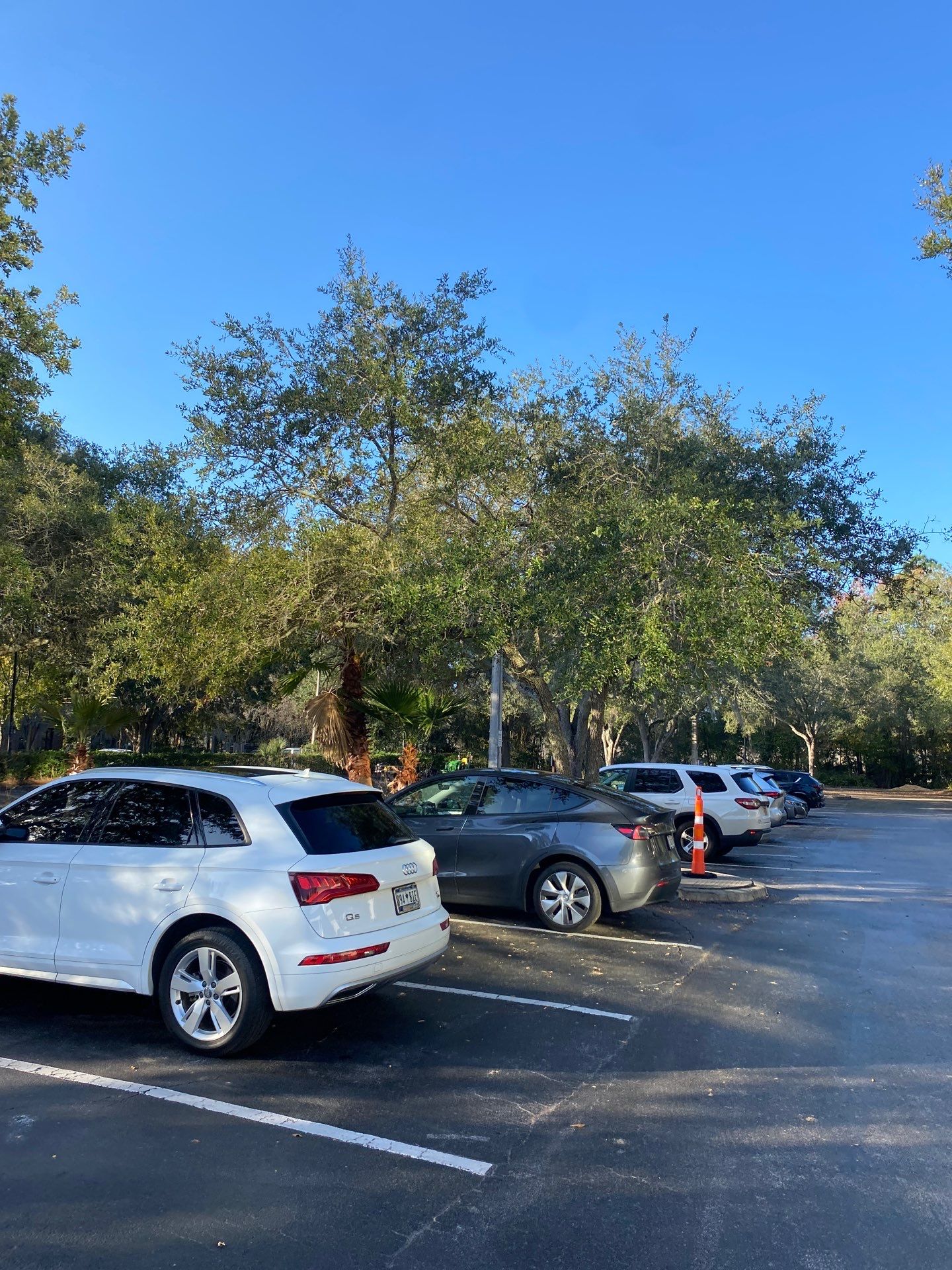 Marriott Hotel | Tree Trimming & Removal by ProGreen Services