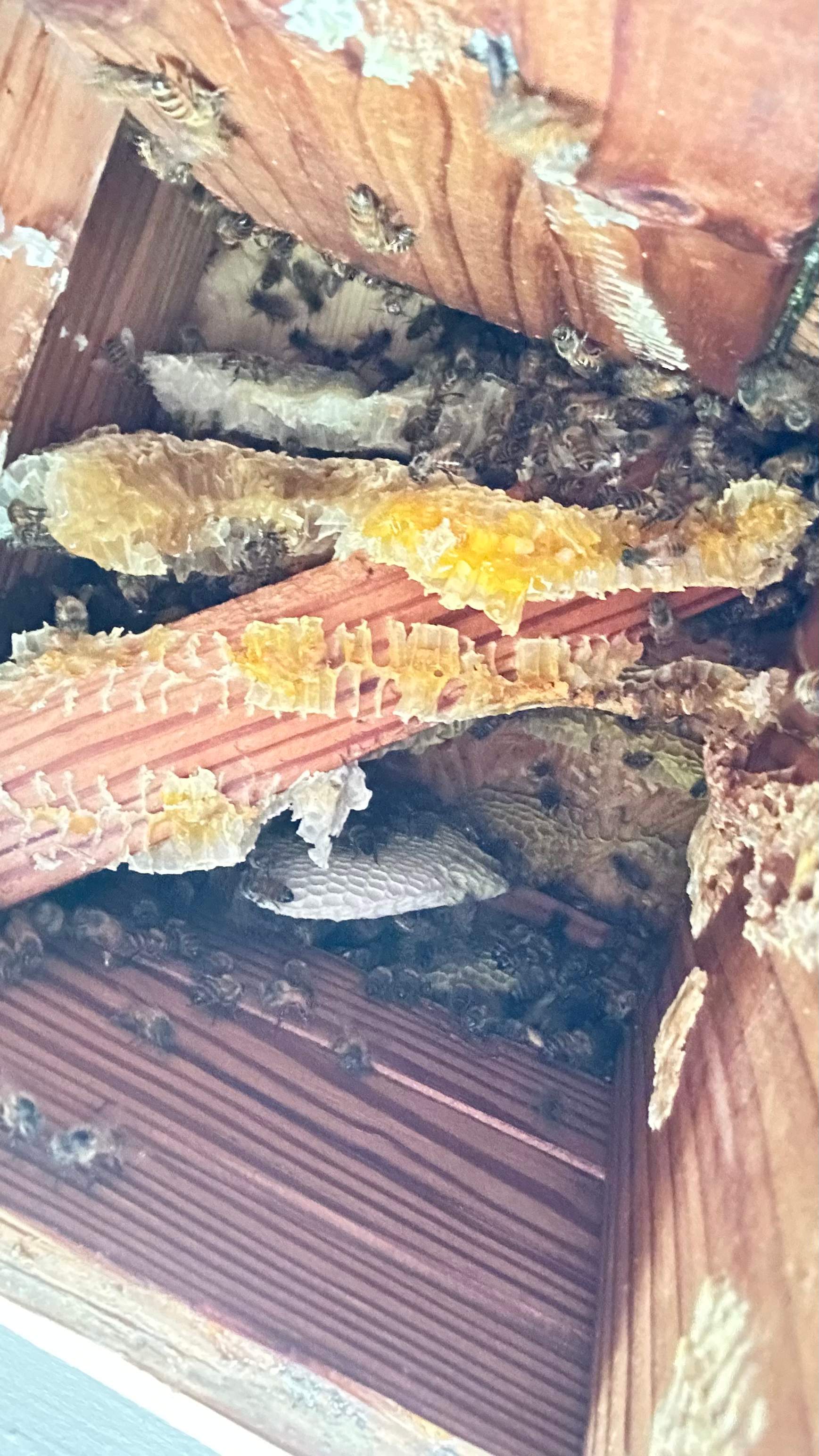 Unsealed Attic by Rockwall Honey Bee Company