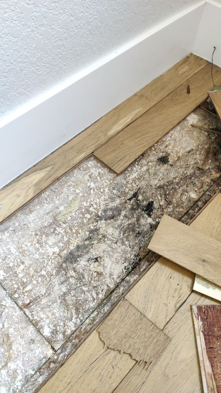 Mold Remediation  by Accountable Home Services