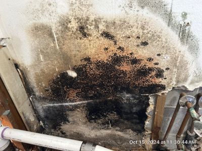 Mold Inspection