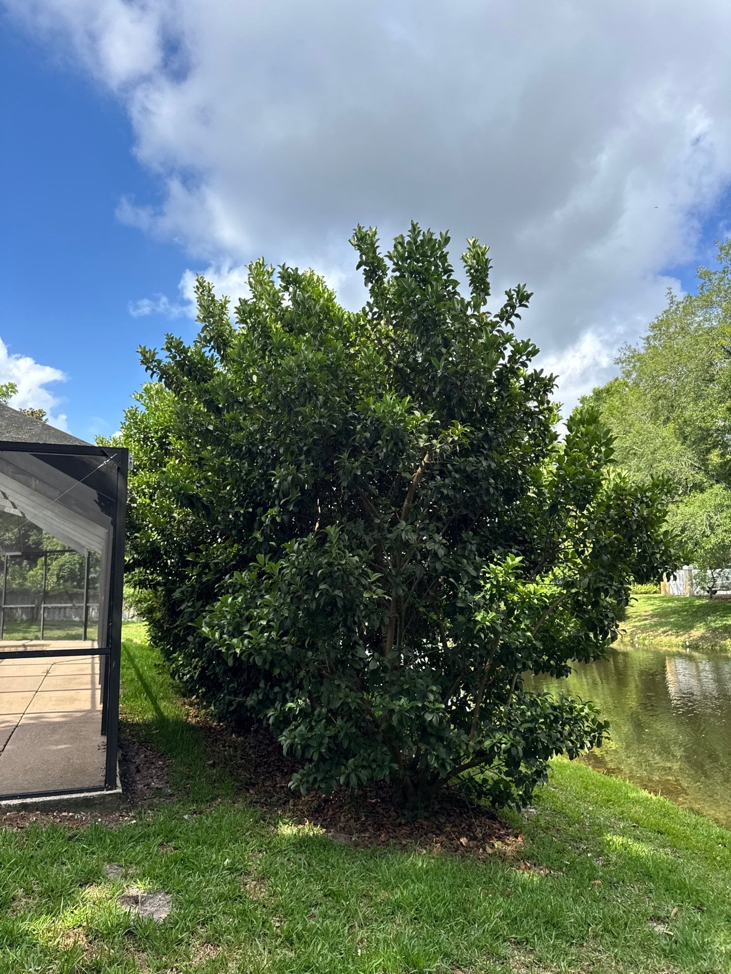 Deerwood Resident | Tree Trimming by ProGreen Services