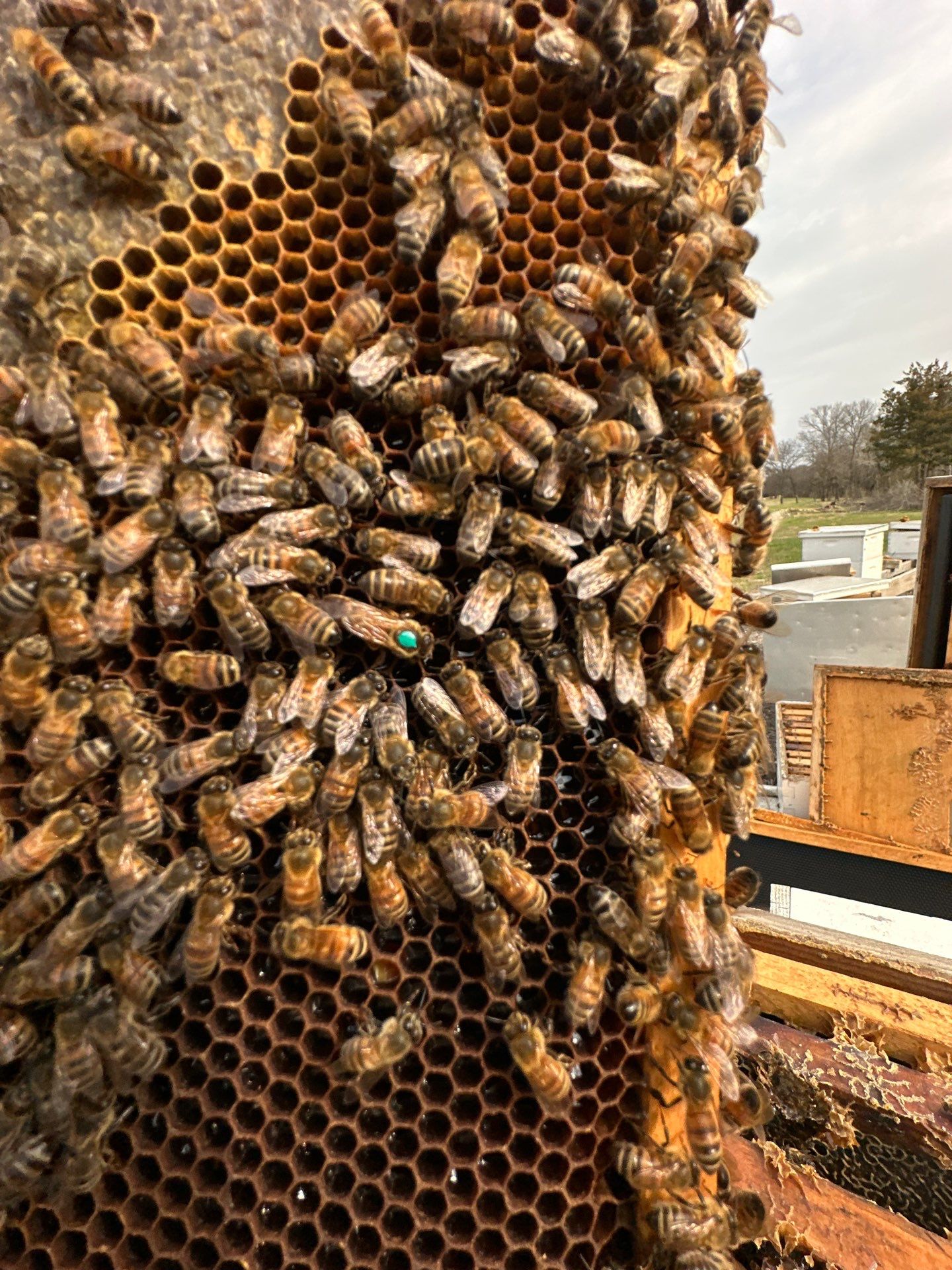 Ag. Exemption Client in Wylie by Rockwall Honey Bee Company