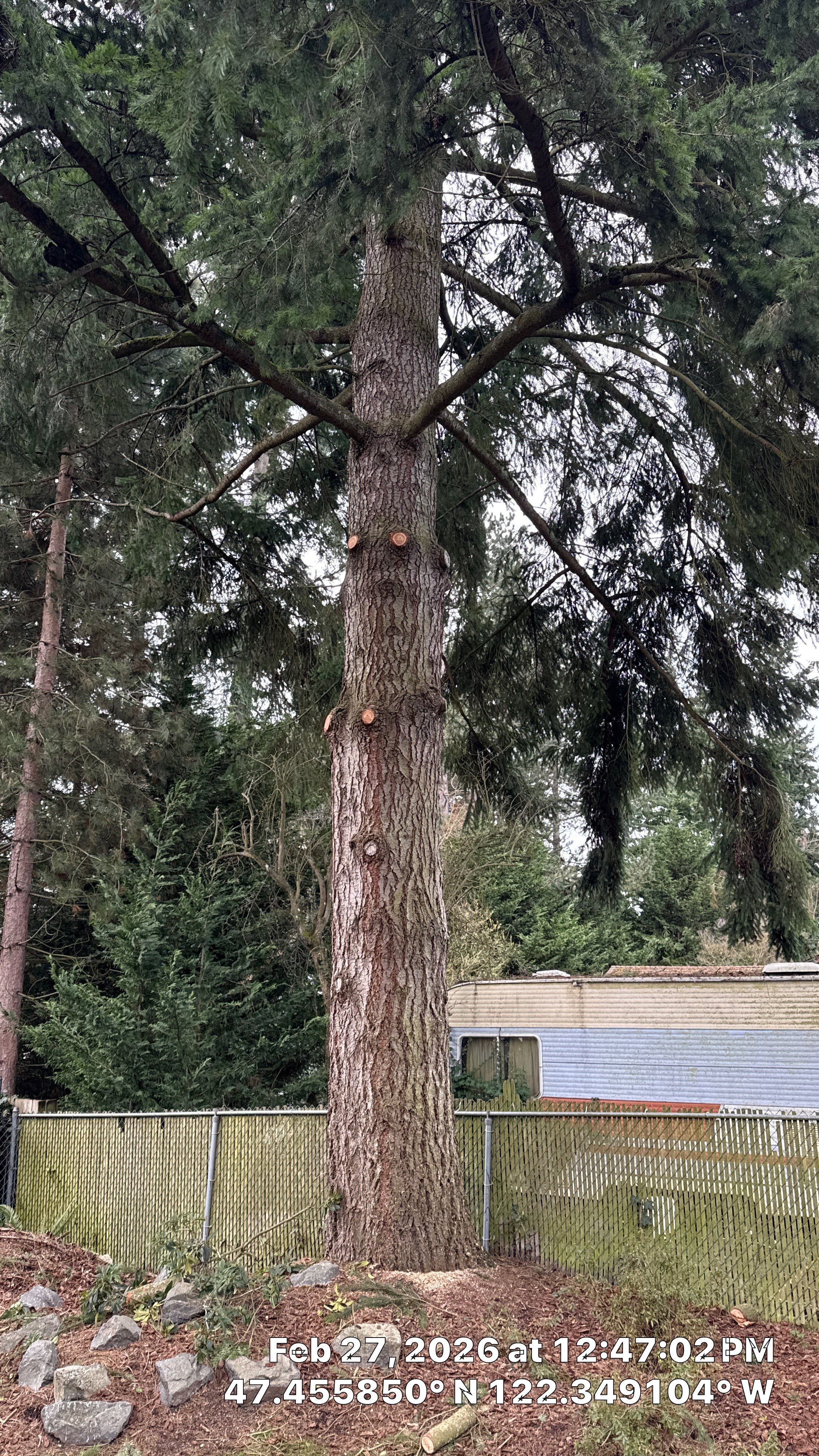 Douglas Fir Canopy Raising & Tree Trimming in Burien, WA by Sound Tree Care LLC
