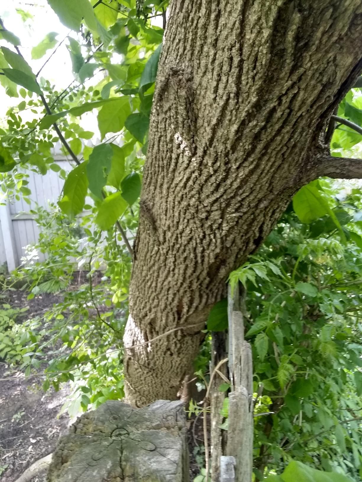 Tree Removal using Tree Removal by Mike Jones & Sons Tree Service LLC 