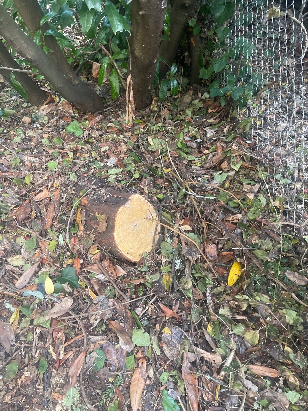 Tree Removal using Tree Removal by Mike Jones & Sons Tree Service LLC 