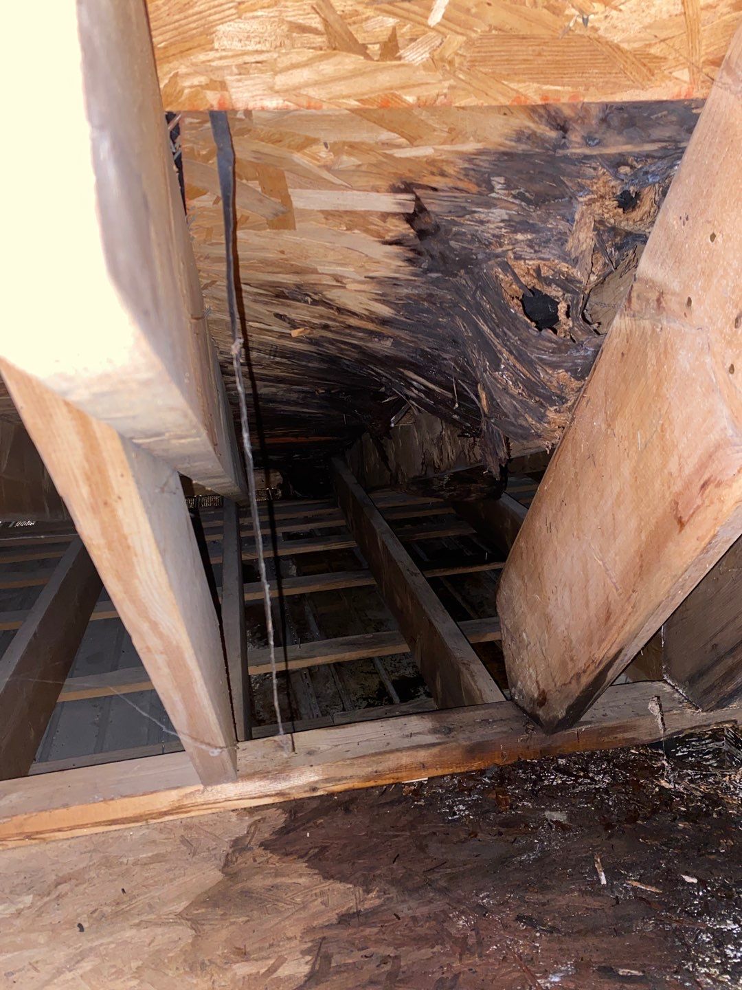 Project in Creedmoor - Certainteed Landmark Silver Birch by Pro Performance Roofing
