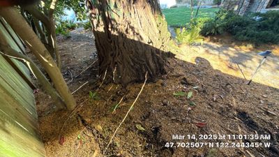 🧾 Tree Support System Assessment & Landmark Tree Risk Report – Holmes Point, Kirkland, WA