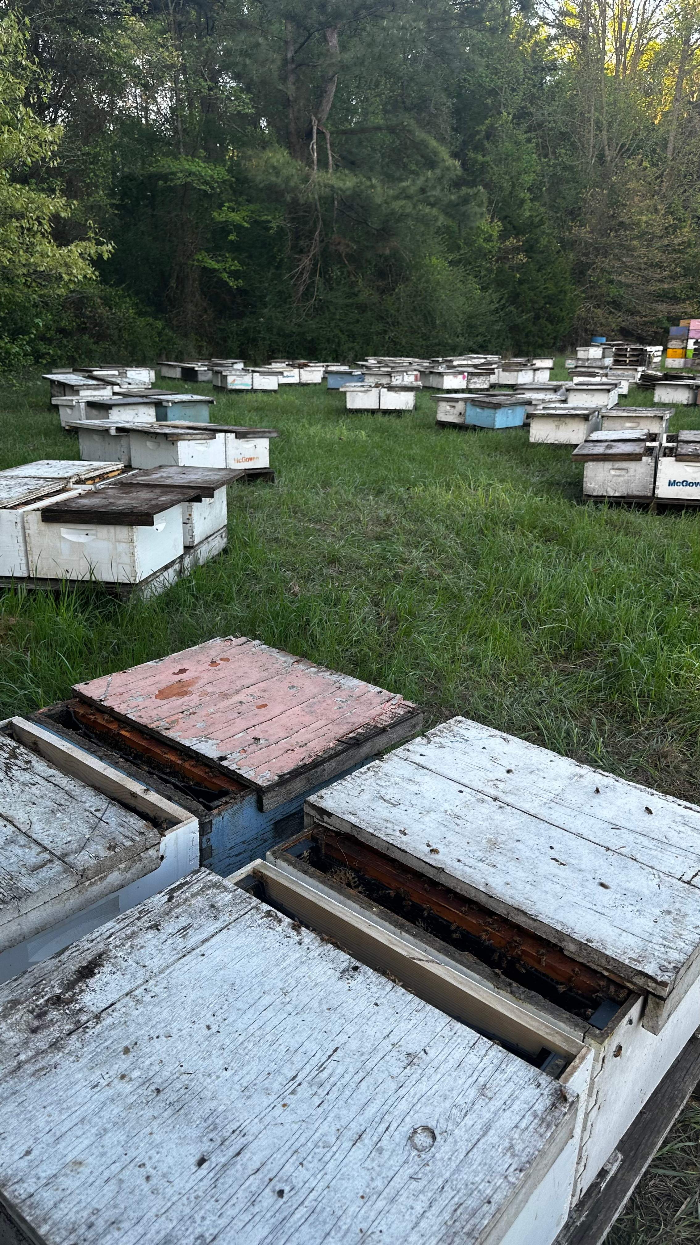 Traylor's Hay Meadow Apiary by Rockwall Honey Bee Company