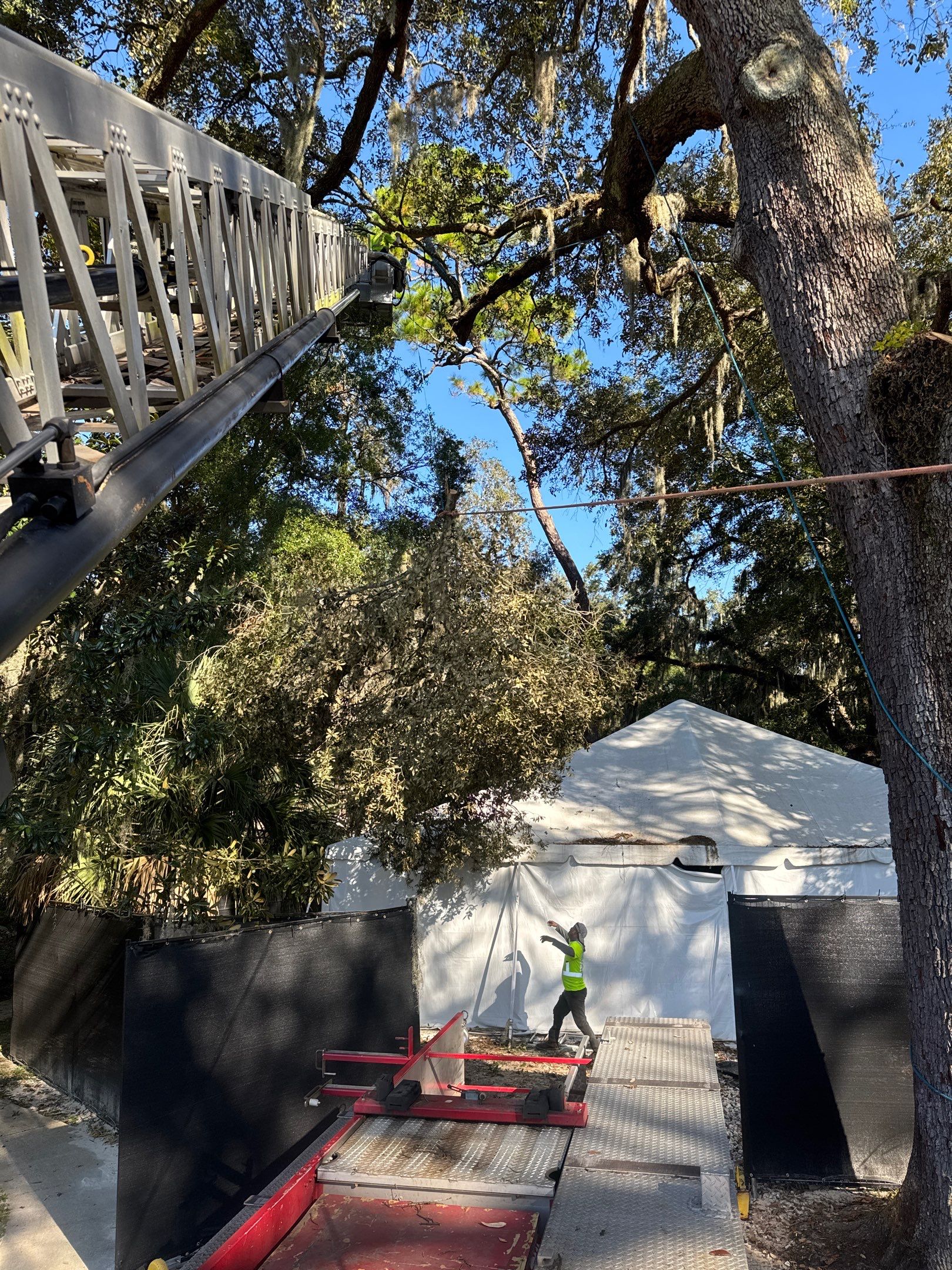 Episcopal | Large Tree Removal by ProGreen Services