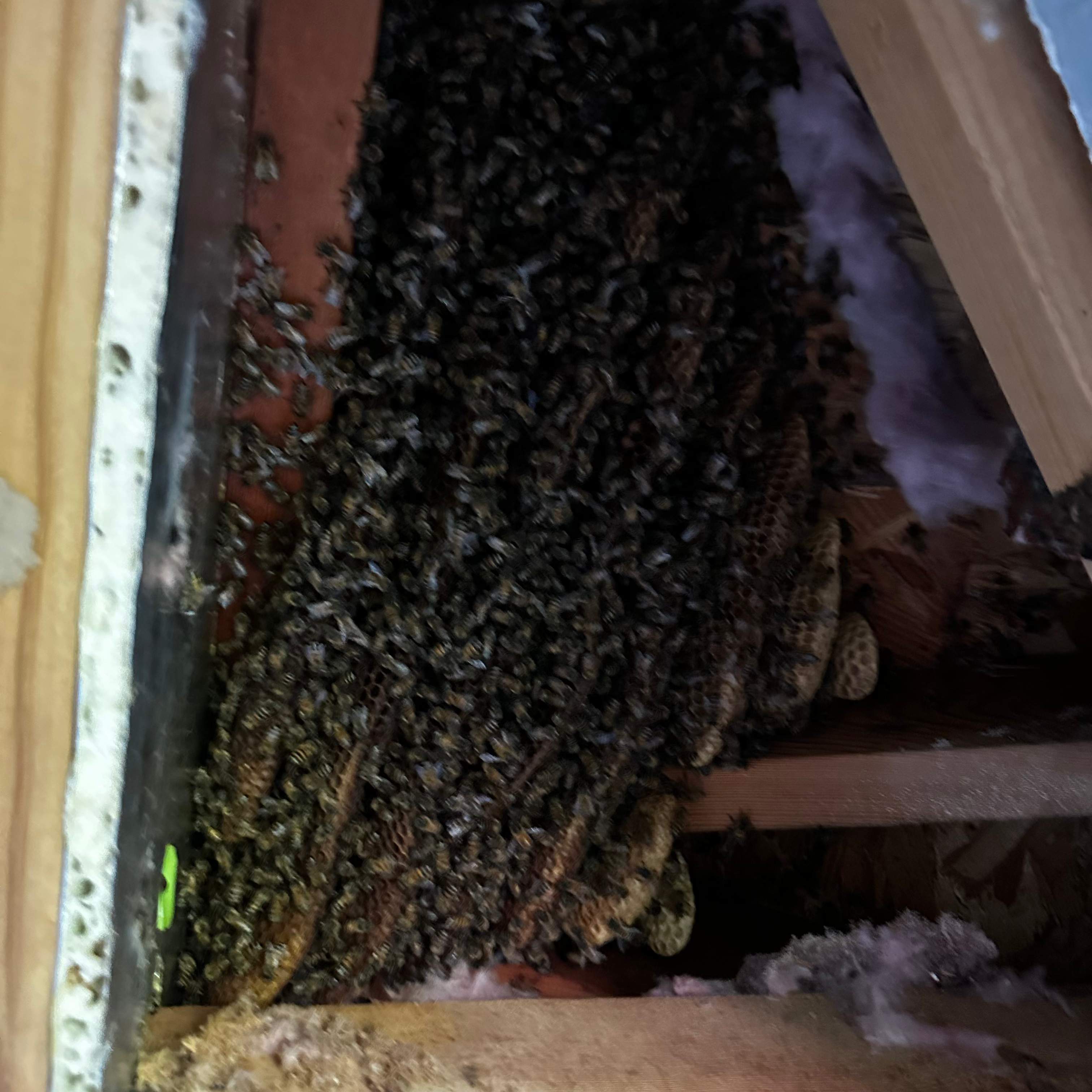 Ceiling, not Wall by Rockwall Honey Bee Company