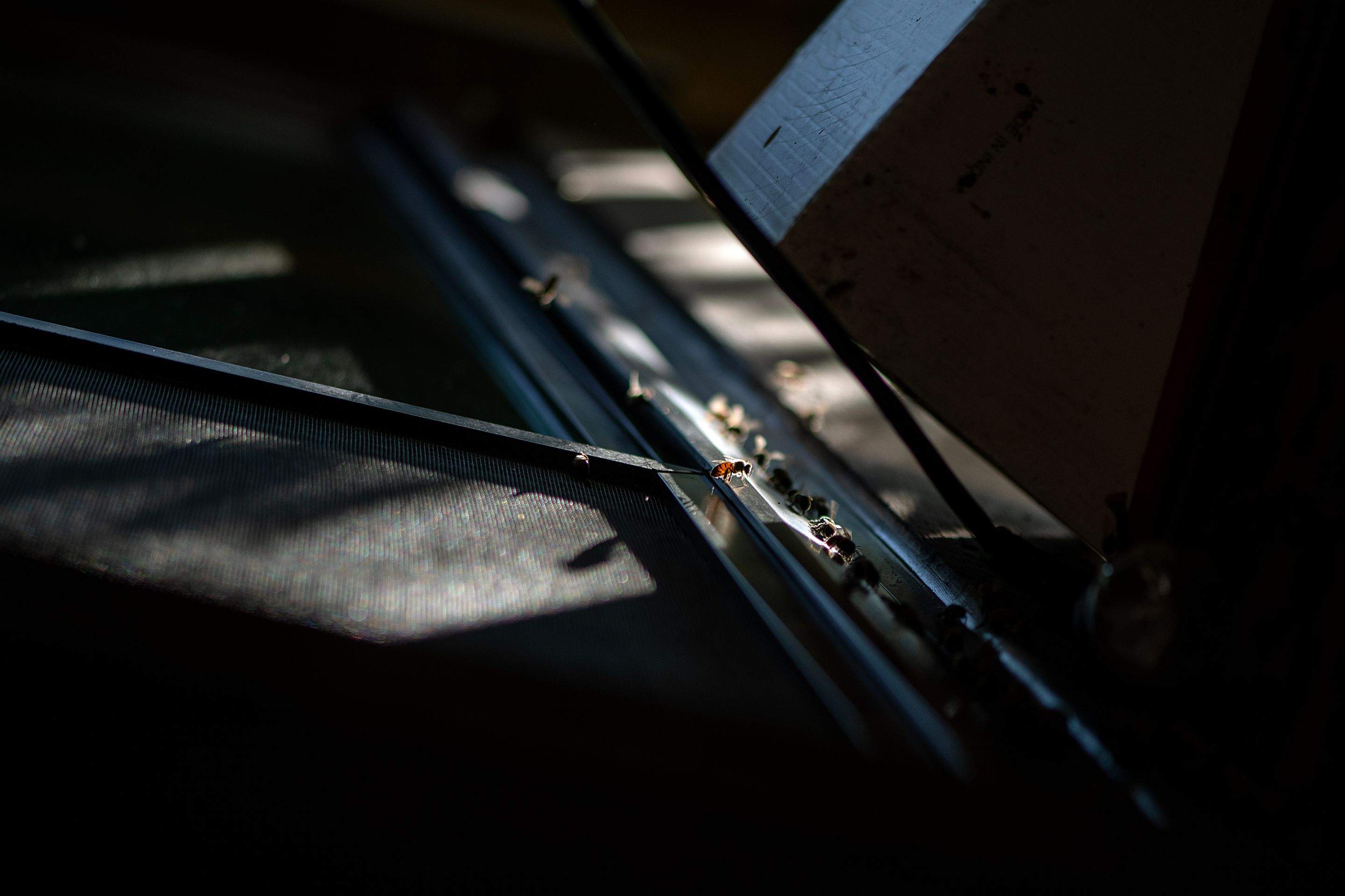 Condo Patio by Rockwall Honey Bee Company