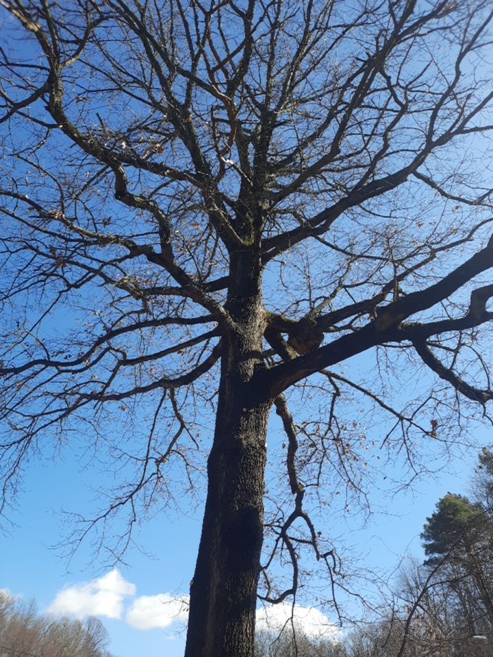 Tree Trimming using Tree Pruing by Mike Jones & Sons Tree Service LLC 