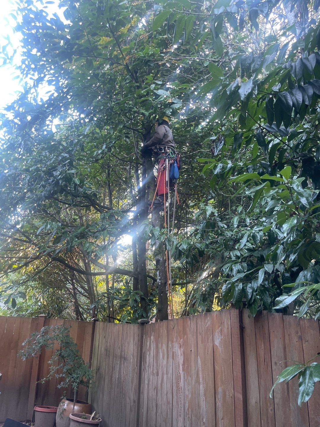 Tree Removal using Tree Removal by Mike Jones & Sons Tree Service LLC 