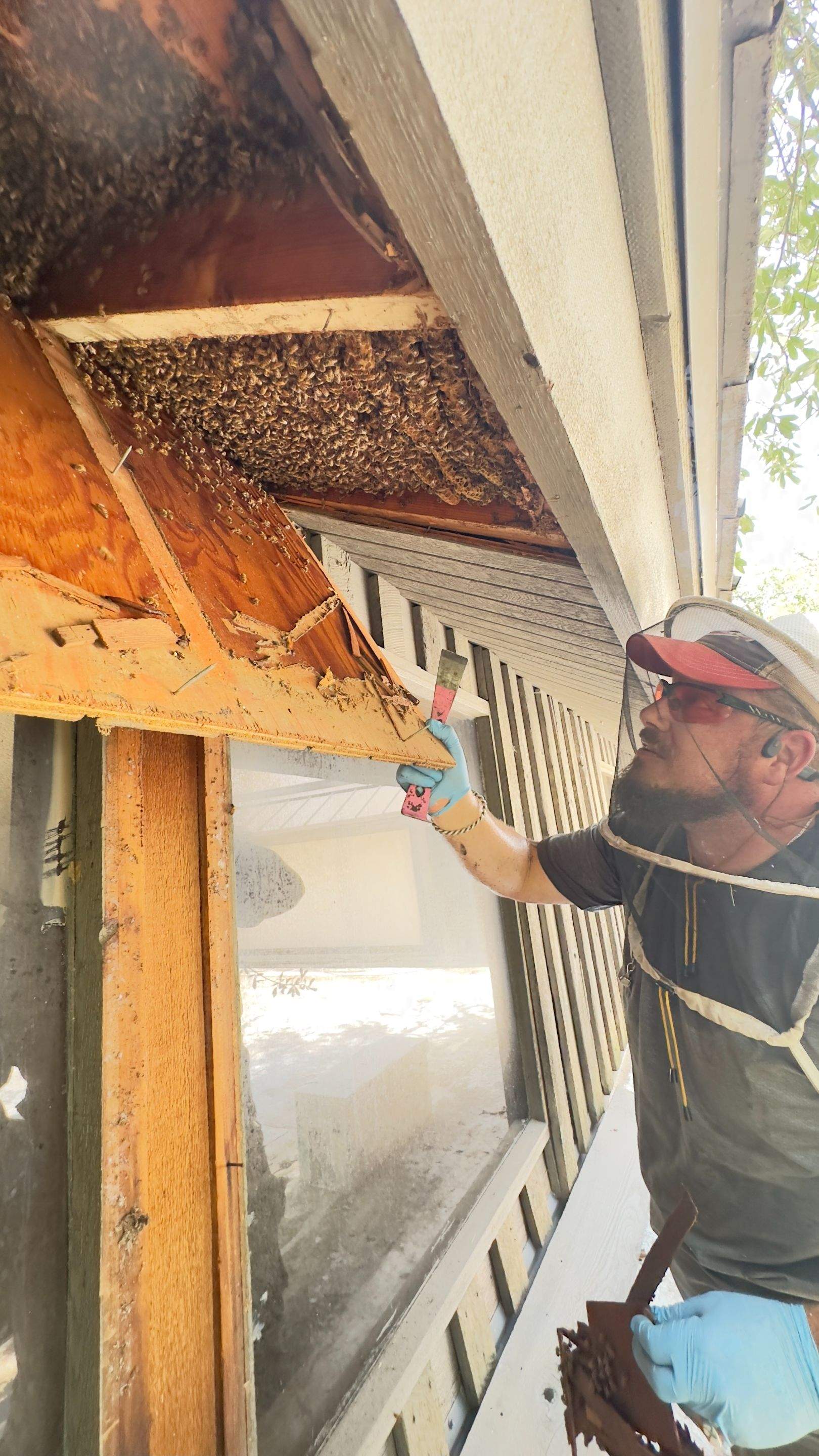 Old Faithful by Rockwall Honey Bee Company