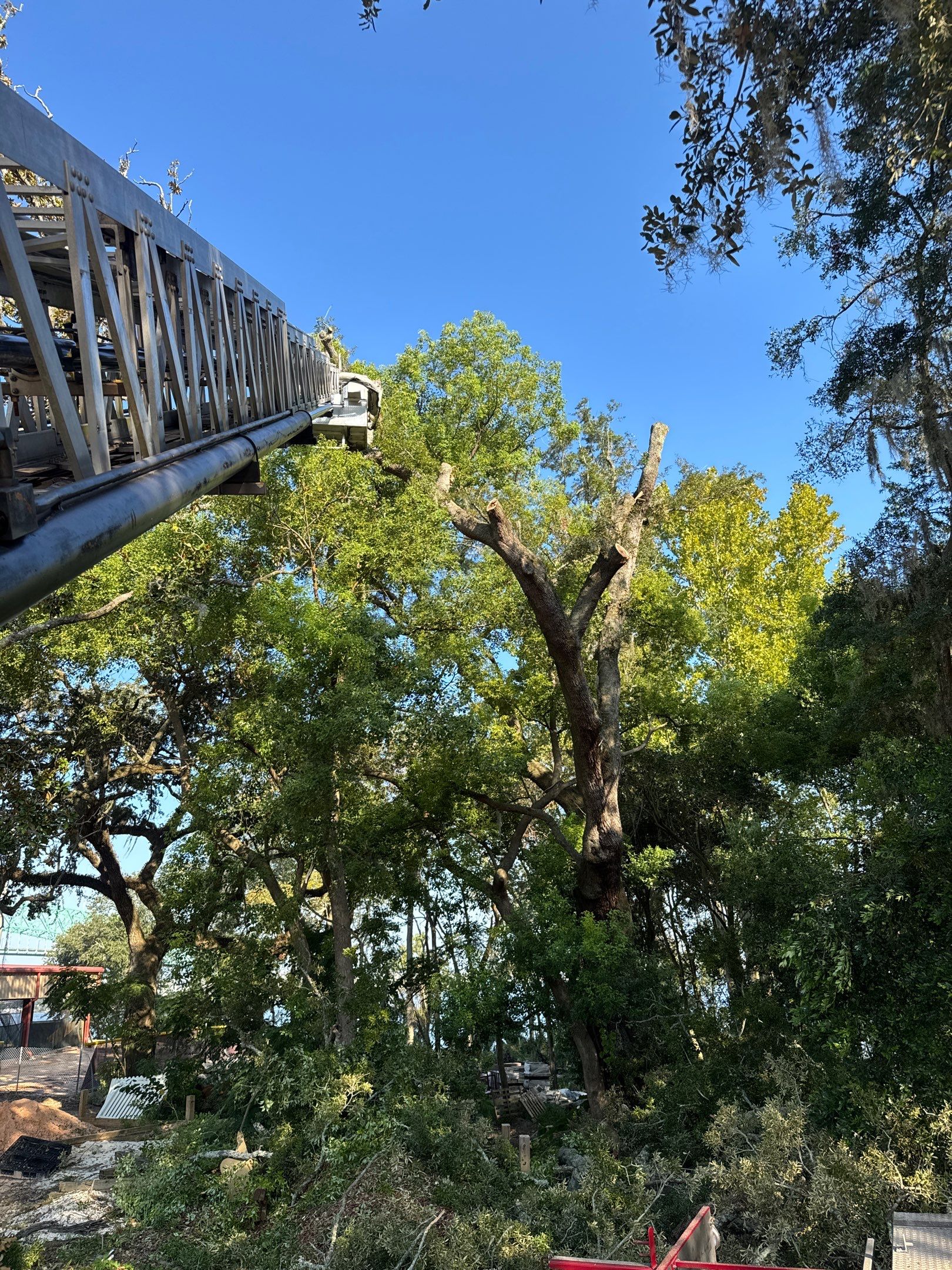 Tree Removal | Episcopal Softball Field by ProGreen Services