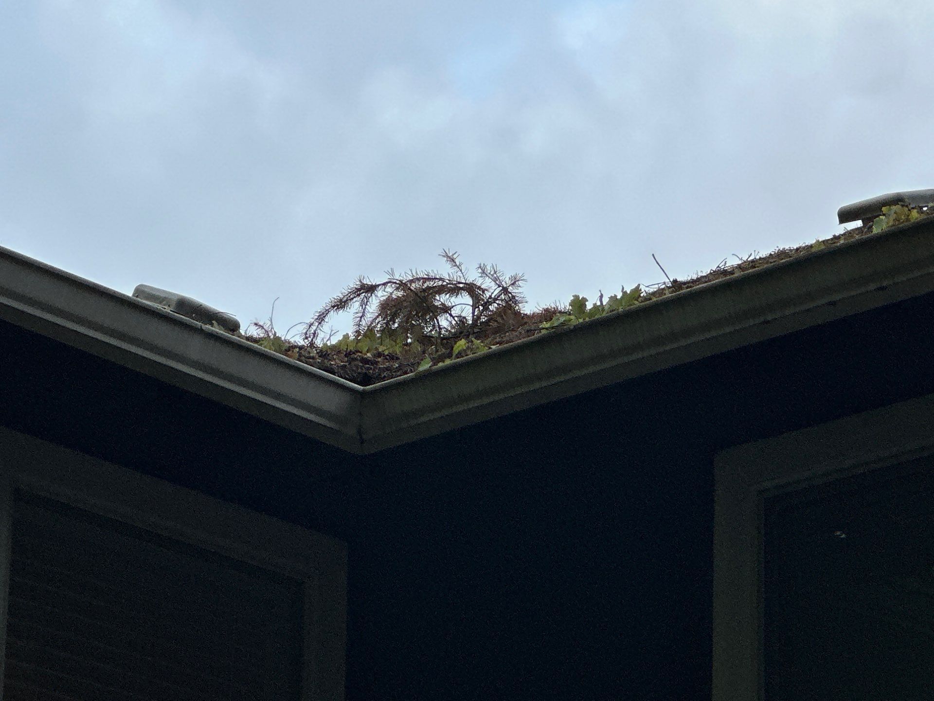 Softwashed in many Years back, and organic regrowth significant by DawnSky LLC