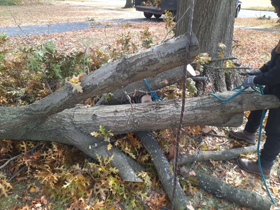 Tree Removal using Tree Removal by Mike Jones & Sons Tree Service LLC 