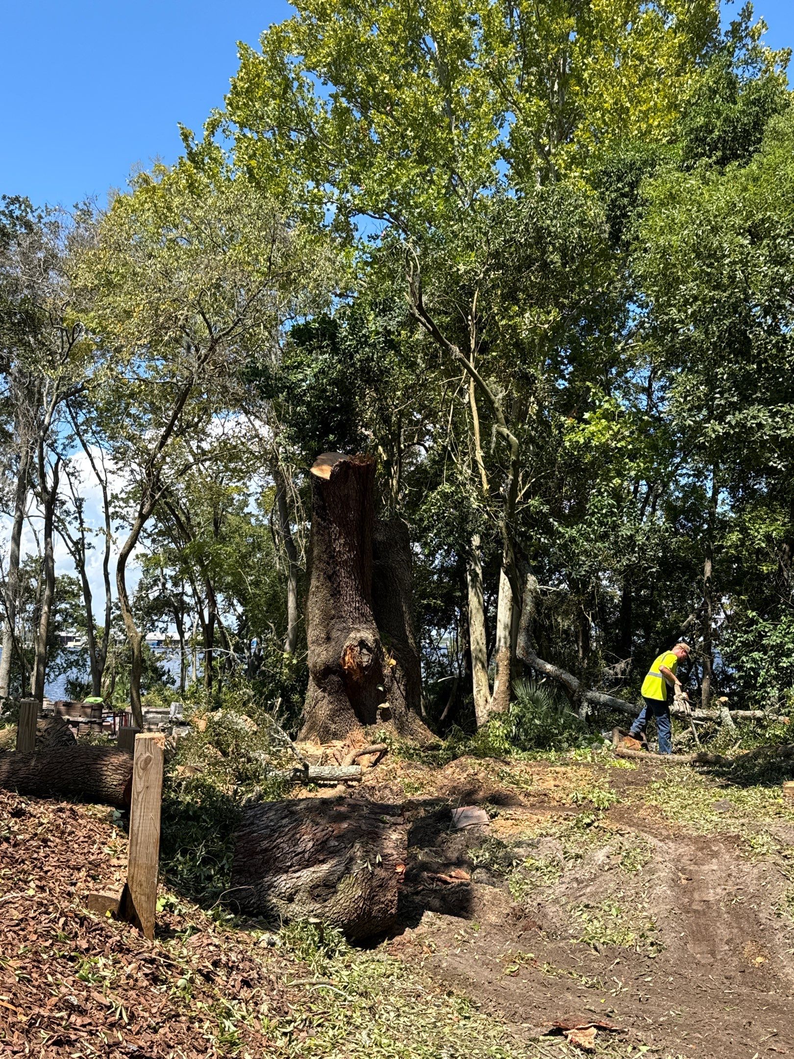 Tree Removal | Episcopal Softball Field by ProGreen Services
