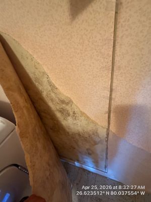 MOLD
