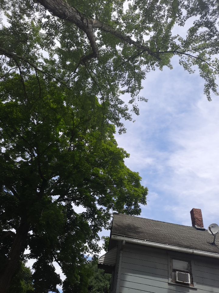 Tree Removal using Tree Removal by Mike Jones & Sons Tree Service LLC 