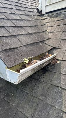 Turtle Shell gutter protection installation in Warrenville, IL 60555, photograph 4