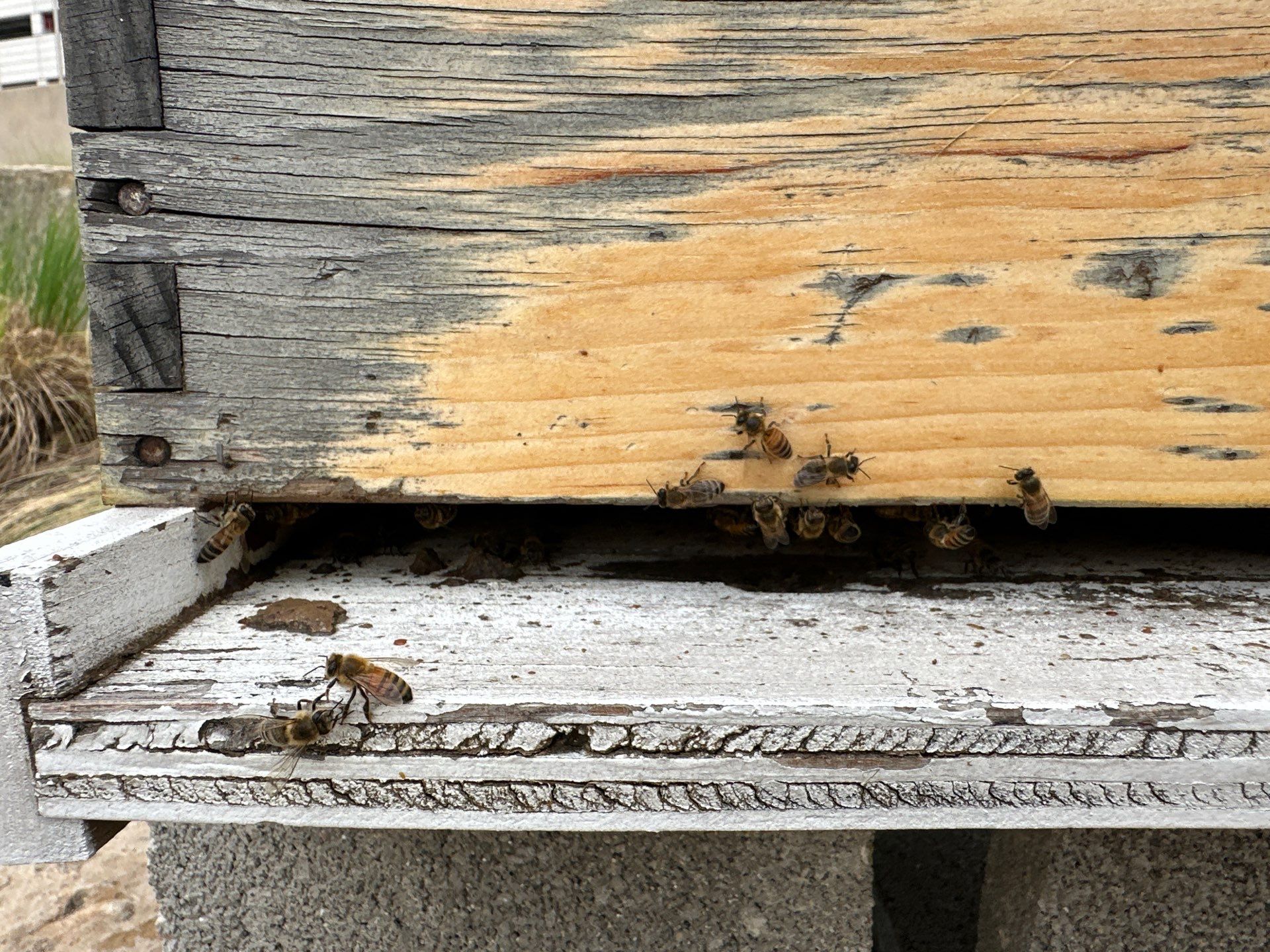 Frisco Corporate HQ by Rockwall Honey Bee Company