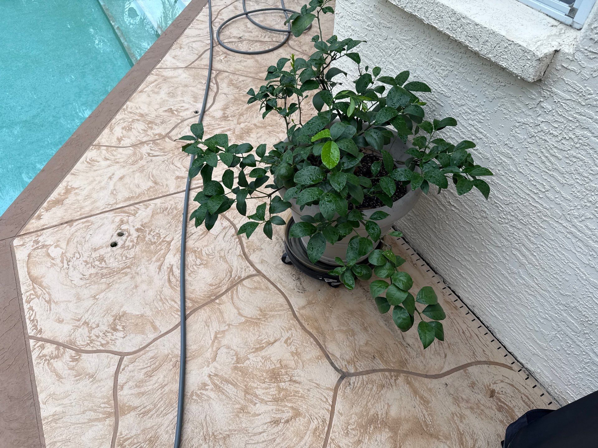 Painted Pool Deck, Screen Enclosure & Outdoor Furniture Cleaning – Tara Community, Bradenton, FL by Sunshine AquaWash