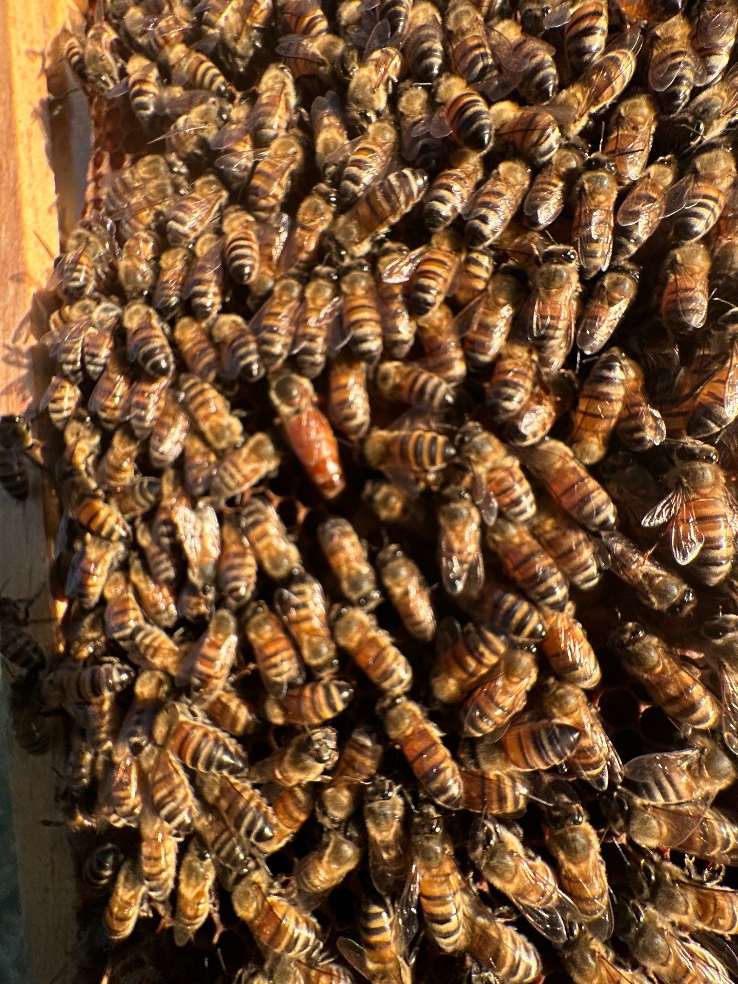 Addison by Rockwall Honey Bee Company